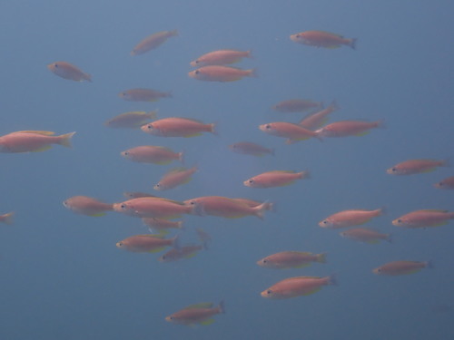 Cyprichromis (Cyprichromis coloratus) — Cichlidae — 2