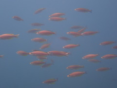 Cyprichromis coloratus