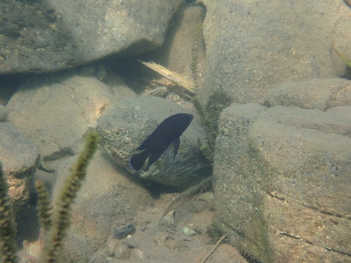 Blue-eyed cichlid (Variabilichromis moorii) — Cichlidae — 4