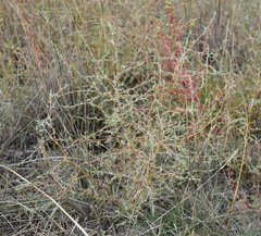 Petrosimonia triandra