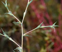 Petrosimonia triandra