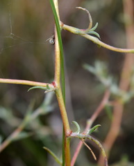 Petrosimonia triandra