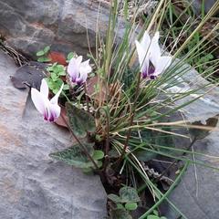 Cyclamen graecum mindleri