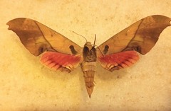 Adhemarius mexicanus