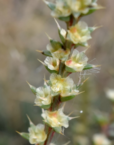 Salsola tragus