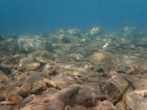 Lepidiolamprologus profundicola