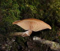 Armillaria hinnulea