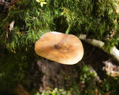 Armillaria hinnulea
