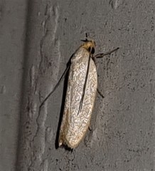 Xylorycta assimilis