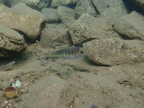 Cichlid (Interochromis loocki) — Cichlidae — 2