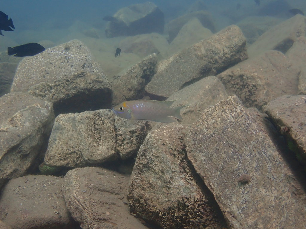 Slakkenhuiscichlide (Neolamprologus brevis) — Cichlidae