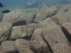 Lamprologus calliurus