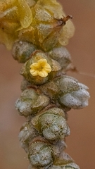 Caroxylon nollothense