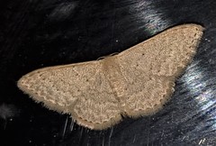 Idaea philocosma