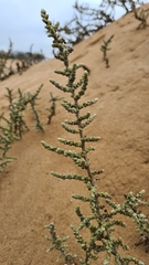 Caroxylon nollothense