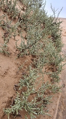 Caroxylon nollothense