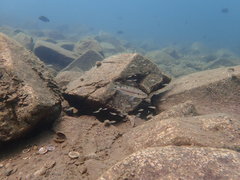 Perissodus microlepis