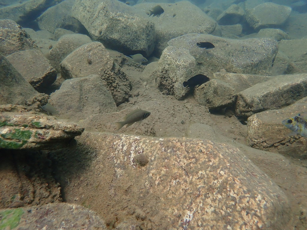 Daffodil cichlid (Neolamprologus pulcher) — Cichlidae