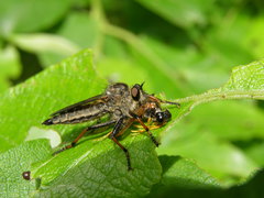 Pamponerus germanicus