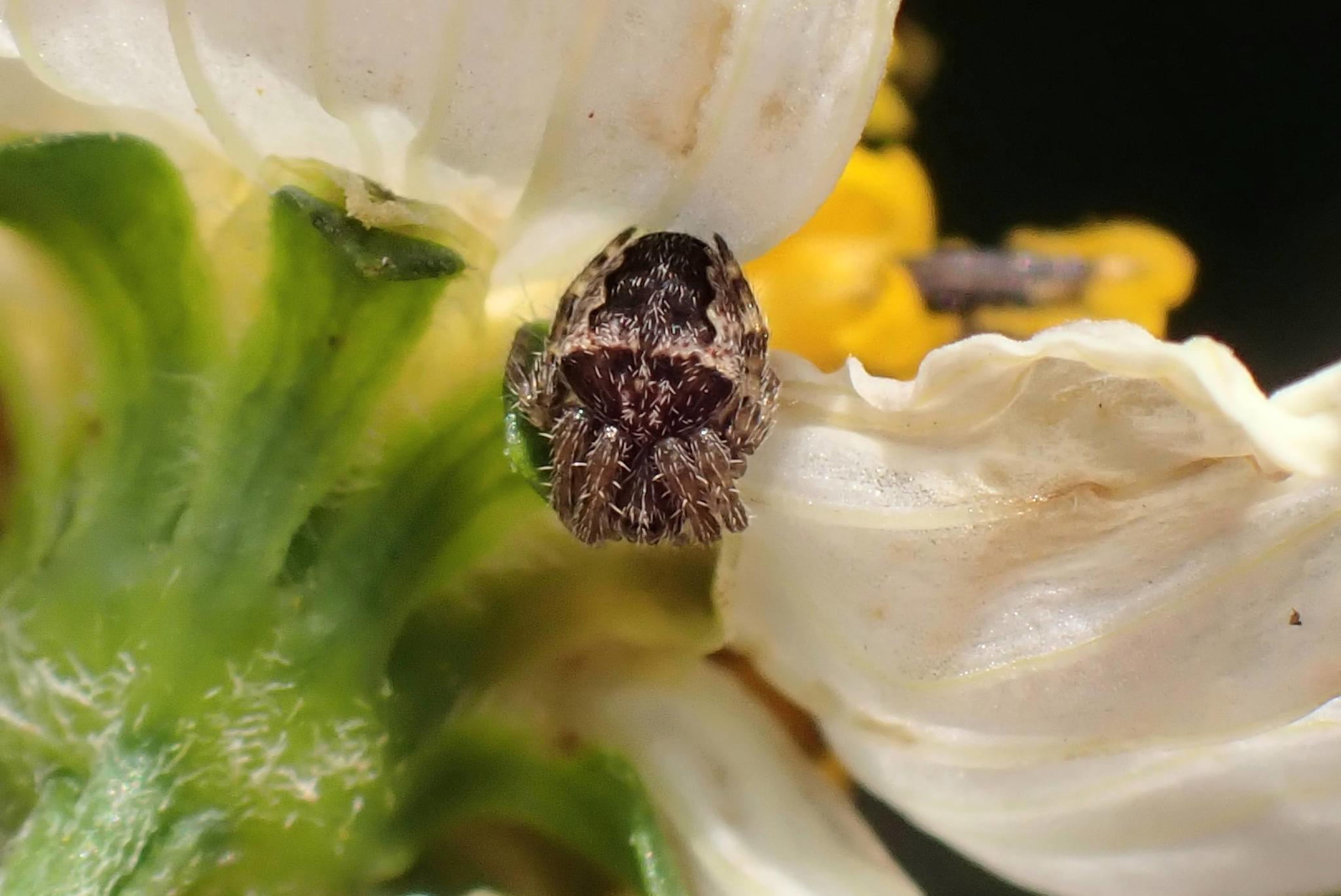 Araneus Ventricosus (L.Koch, 1878)