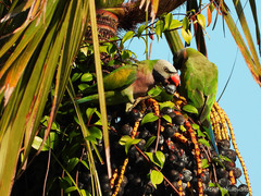 Psittacula alexandri cala