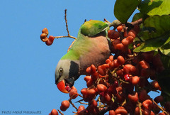 Psittacula alexandri cala
