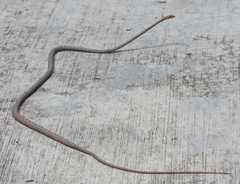 Dryophiops rubescens