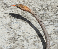 Dryophiops rubescens