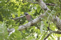 Psittacula alexandri major