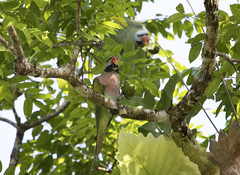 Psittacula alexandri major