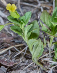 Image of Mecardonia procumbens