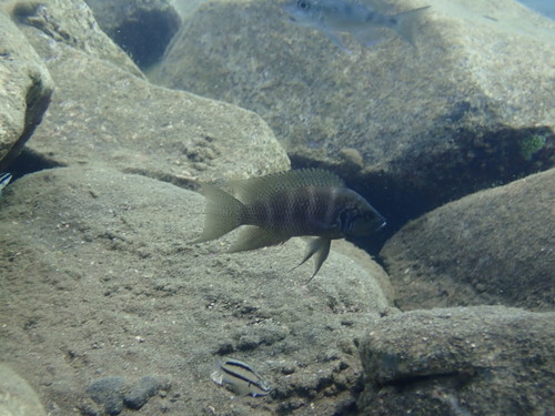 Neolamprologus savoryi