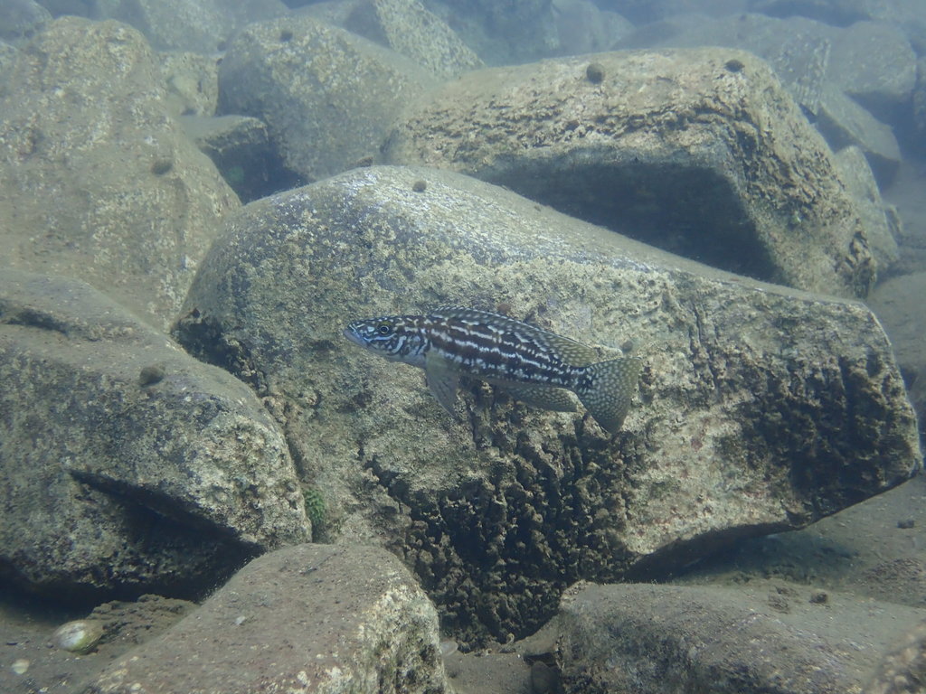 Kendall's lamprologus (Lepidiolamprologus kendalli) — Cichlidae