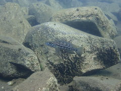 Lepidiolamprologus kendalli