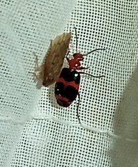 Lebia bitaeniata