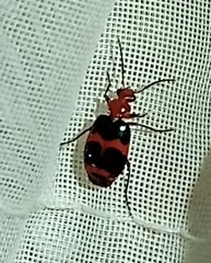 Lebia bitaeniata