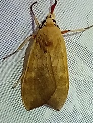 Pseudohemihyalea daraba