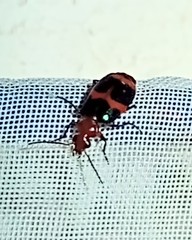Lebia bitaeniata