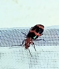 Lebia bitaeniata