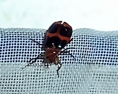 Lebia bitaeniata