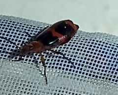 Lebia bitaeniata