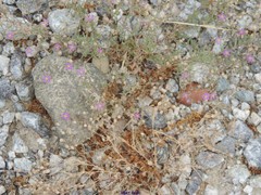 Spergularia purpurea