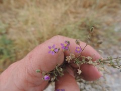 Spergularia purpurea