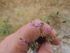 Spergularia purpurea