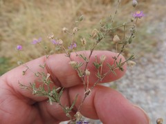 Spergularia purpurea