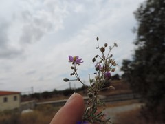 Spergularia purpurea