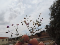 Spergularia purpurea
