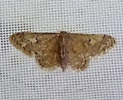 Idaea pervertipennis