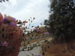 Spergularia purpurea
