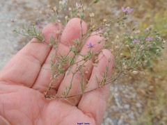Spergularia purpurea